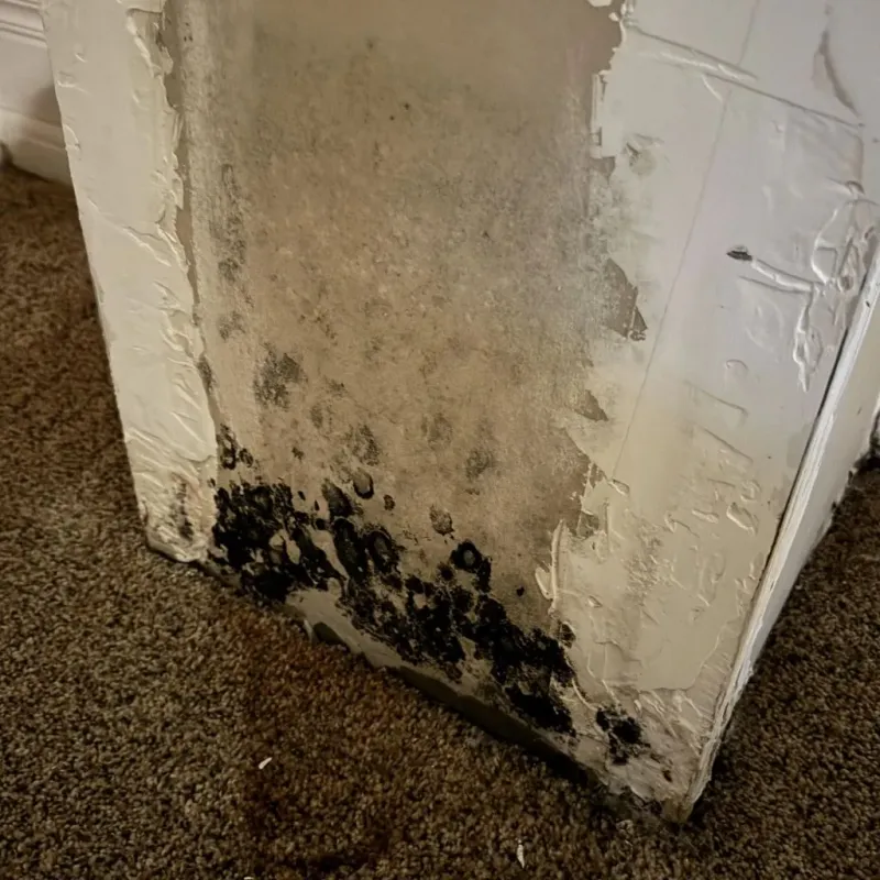 Professional Mold Removal in Caddo, OK
